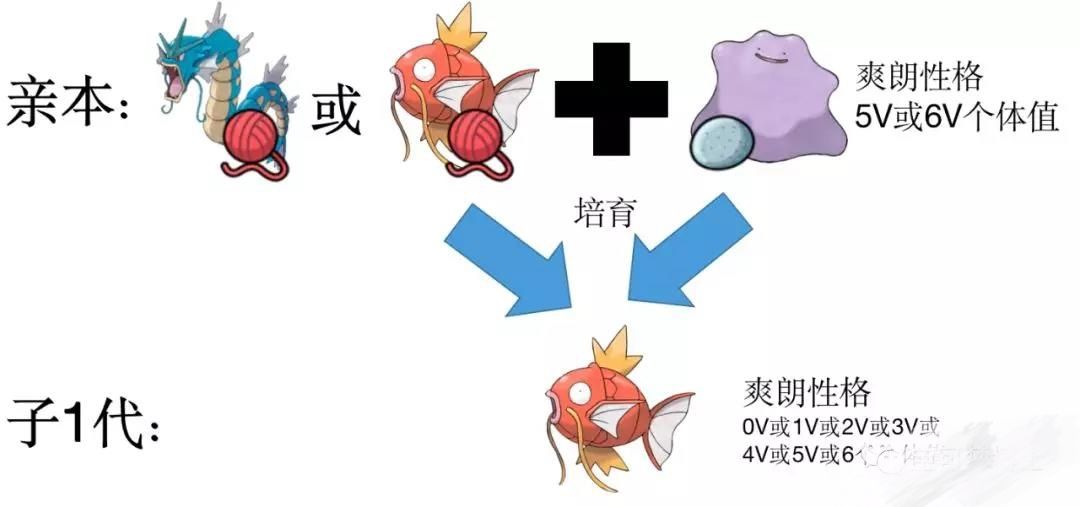 宝可梦剑盾怎么孵蛋 宝可梦剑盾孵蛋全攻略