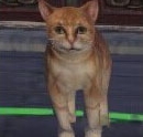 天涯明月刀狩猎虎纹猫的坐标 宠物虎纹猫在哪儿?
