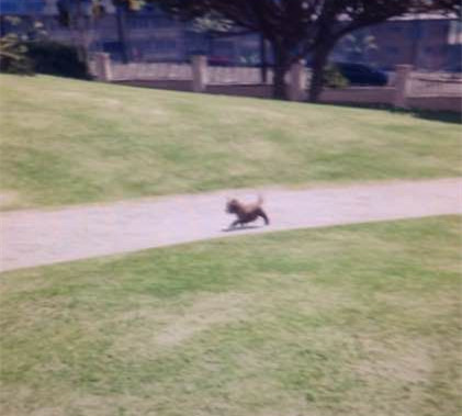 GTA5暖心小细节 GTA5小狗扫墓图片