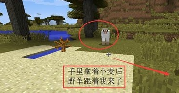 我的世界怎么养动物?我的世界养动物的教程