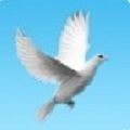 鸽钟app下载_鸽钟安卓版v1.0.152