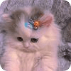 猫爪工具箱图