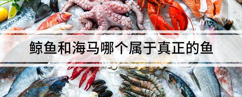 鲸鱼和海马哪个属于真正的鱼