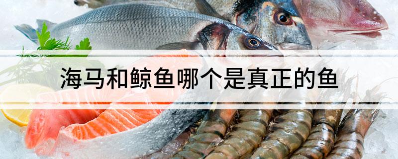 海马和鲸鱼哪个是真正的鱼 你知道吗