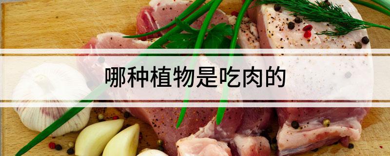 哪种植物是吃肉的