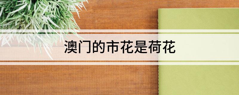 澳门的市花是荷花