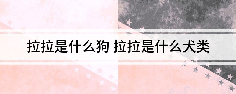 拉拉是什么狗 拉拉是什么犬类