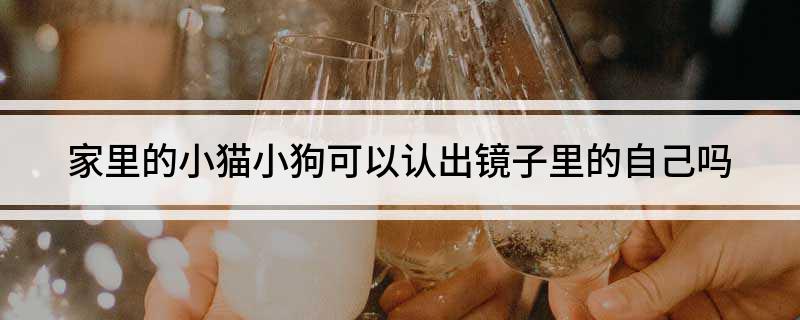 家里的小猫小狗可以认出镜子里的自己吗