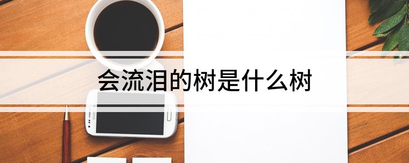 会流泪的树是什么树