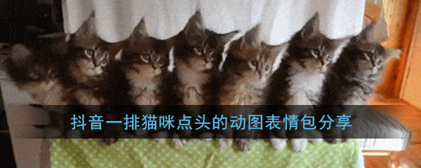 抖音点头猫表情包无水印原图_一排猫咪点头的动图