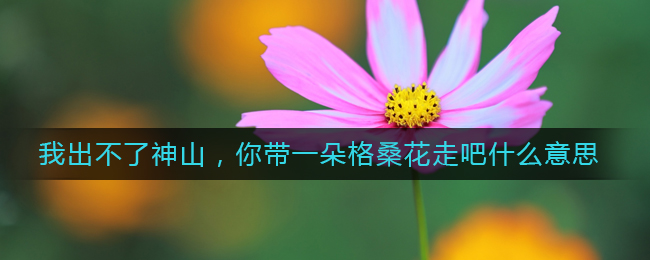 我出不了神山，你带一朵格桑花走吧什么意思_我出不了神山，你带一朵格桑花