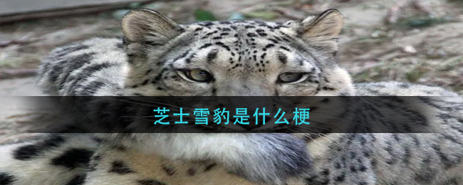 芝士雪豹是什么梗_芝士雪豹含义介绍