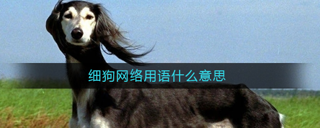 细狗网络用语什么意思_细狗是什么梗