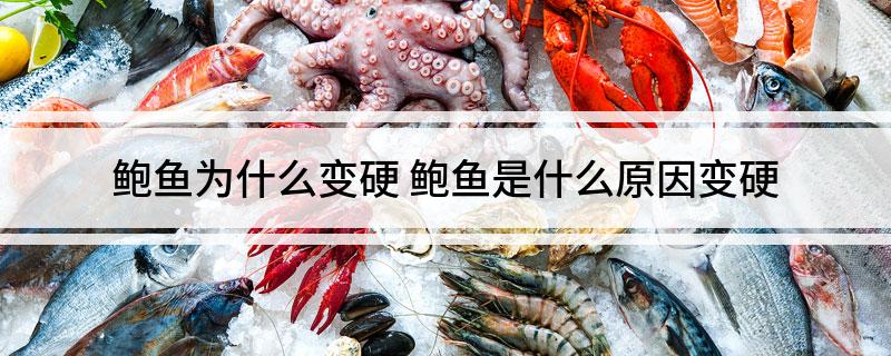 鲍鱼为什么变硬 鲍鱼是什么原因变硬