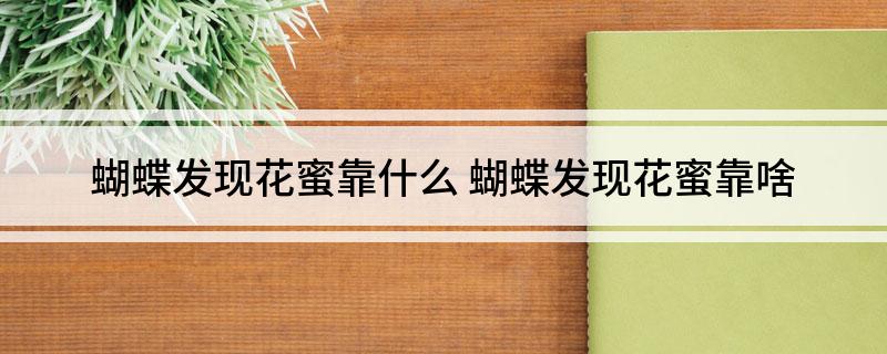 蝴蝶发现花蜜靠什么 蝴蝶发现花蜜靠啥