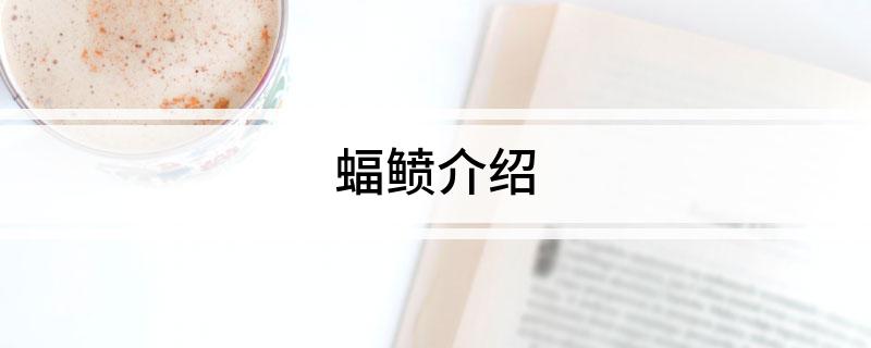 蝠鲼介绍