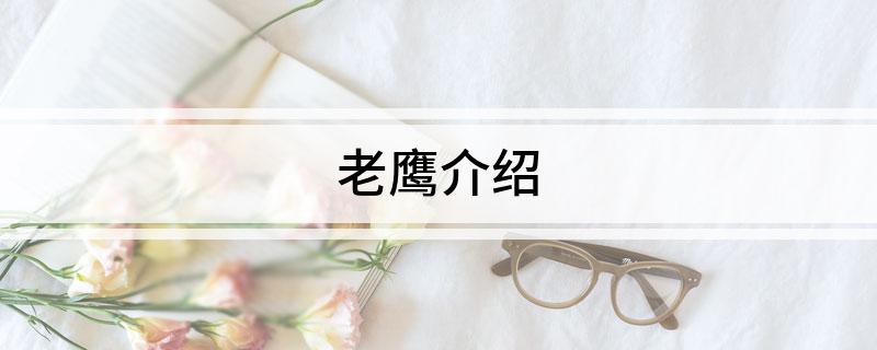 老鹰介绍