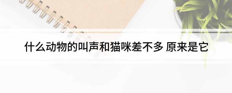 什么动物的叫声和猫咪差不多 原来是它