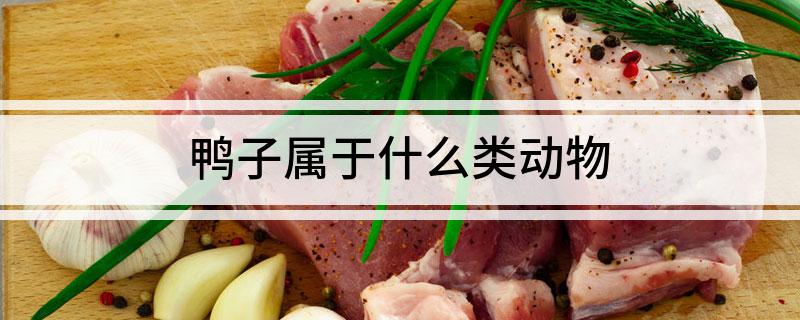 鸭子属于什么类动物