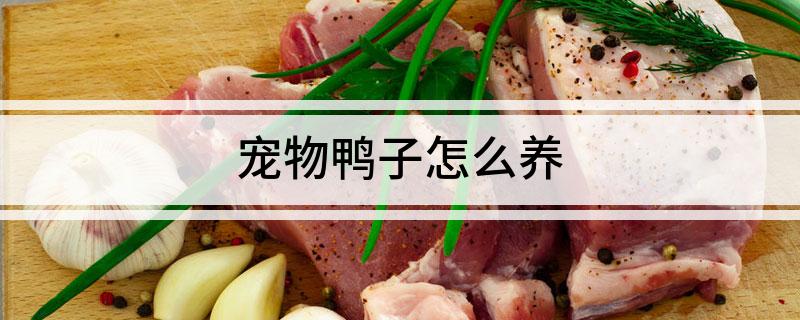 宠物鸭子怎么养 来看看吧