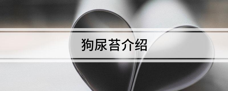 狗尿苔介绍