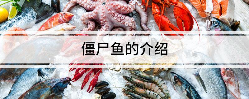 僵尸鱼的介绍