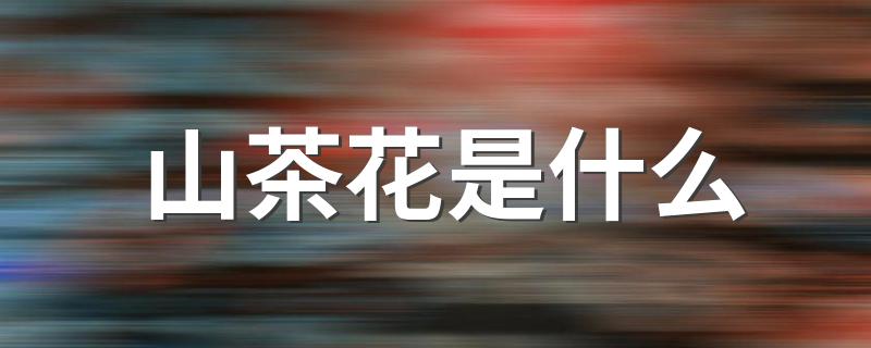山茶花是什么 山茶花的详细介绍