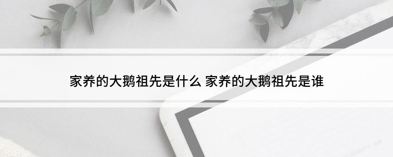家养的大鹅祖先是什么 家养的大鹅祖先是谁