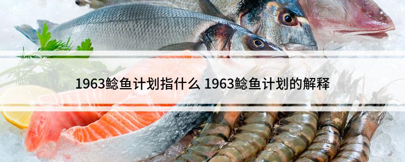 1963鲶鱼计划指什么 1963鲶鱼计划的解释