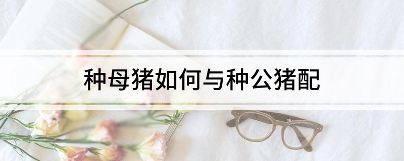 种母猪如何与种公猪配