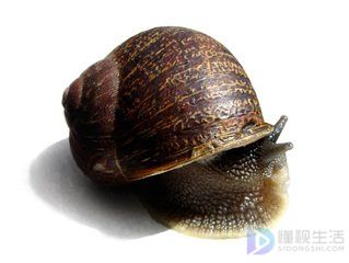 下雨后蜗牛为什么爬墙
