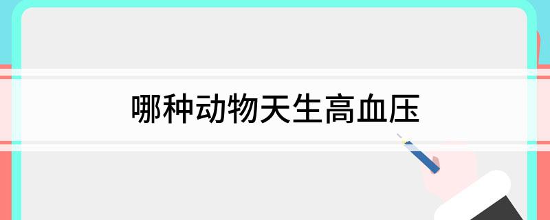 哪种动物天生高血压