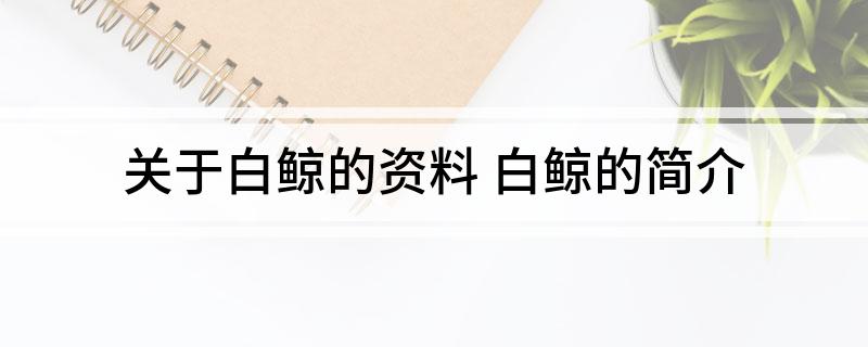关于白鲸的资料 白鲸的简介