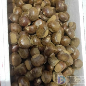 板栗一般煮多长时间可以熟