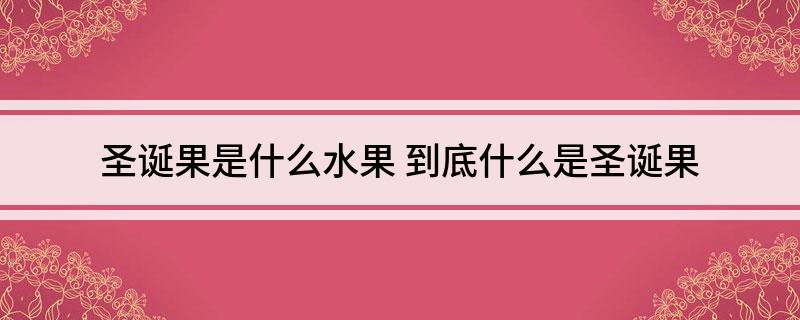 圣诞果是什么水果 到底什么是圣诞果