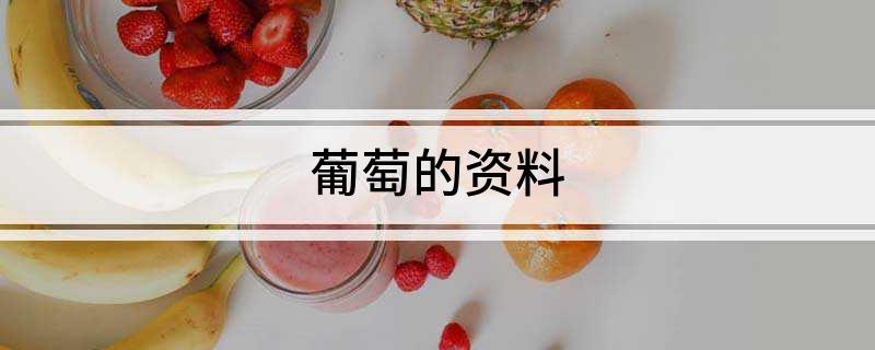 葡萄的资料