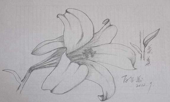 简单好看的素描画图片