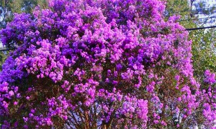 purple是什么意思