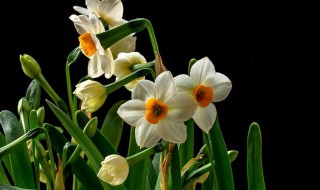 凌波仙子指的是什么(凌波仙子指的是水仙花)