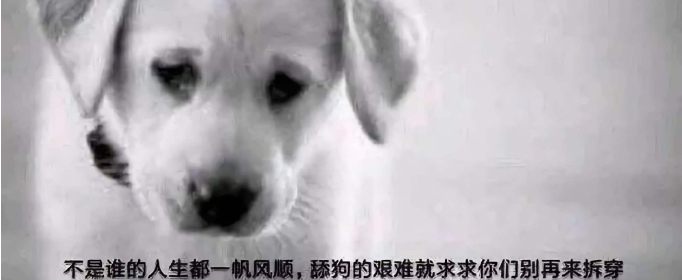 舔狗是什么意思？