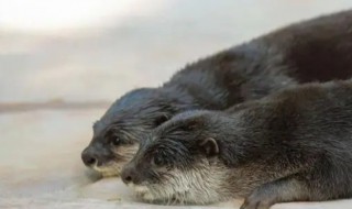 水獭是什么动物类型(水獭是啥动物类型)