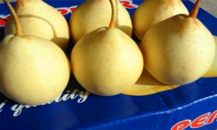 pear是什么意思