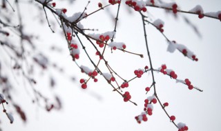 暮雪歌词(暮雪歌曲简介)