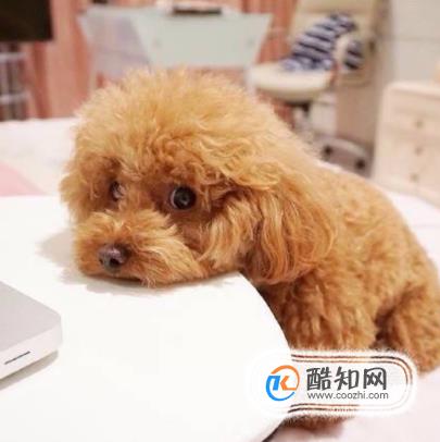 史上第一只狗是怎样来的？