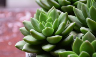 夏季多肉植物怎么养(多肉植物夏天的时候如何养护呢)
