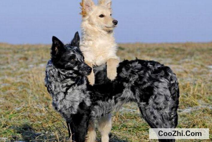 中国十大禁犬都有哪些