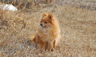 狐狸狗吃什么(狐狸狗吃什么比较好)