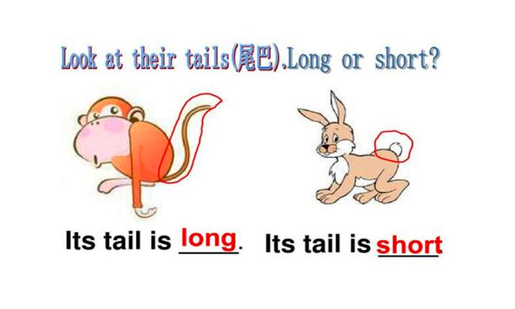 tail是什么意思英语