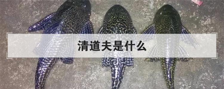 清道夫是什么