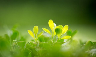 绿色的含义是什么(绿色的含义是什么意思)